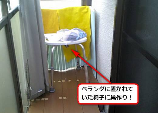 アシナガバチ駆除ベランダ