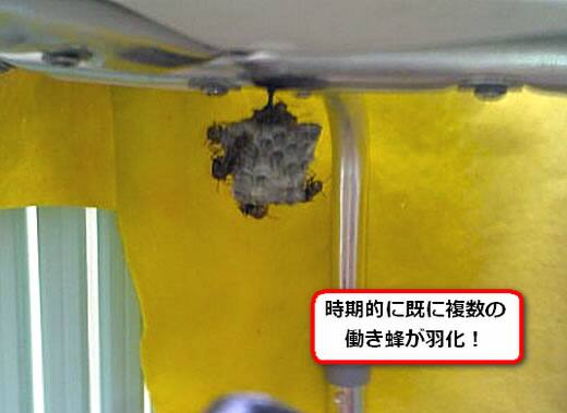 アシナガバチの巣駆除椅子
