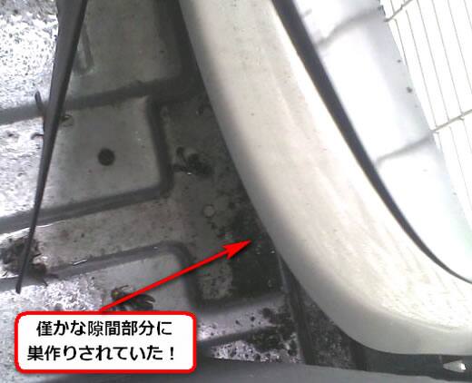 セグロアシナガバチの巣駆除