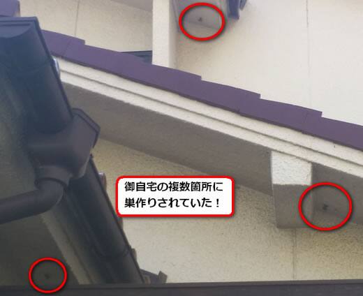 アシナガバチ駆除軒下
