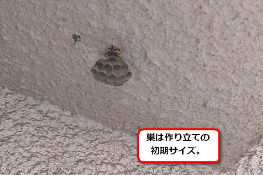 セグロアシナガバチの巣駆除