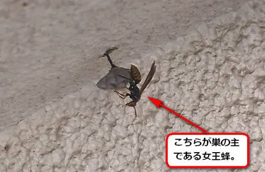 セグロアシナガバチの巣駆除