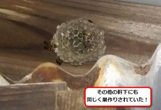 アシナガバチ駆除軒柱