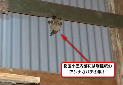 セグロアシナガバチの巣駆除