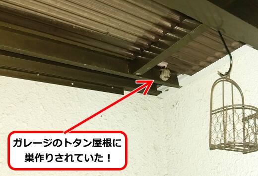 6月16日アシナガバチ