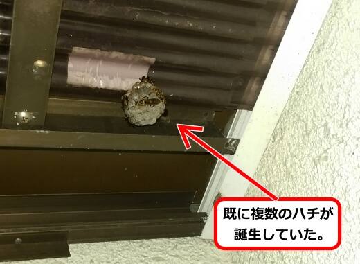 トタンアシナガバチ巣