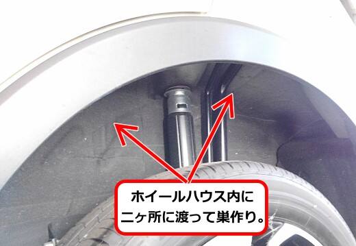 7月18日アシナガバチ