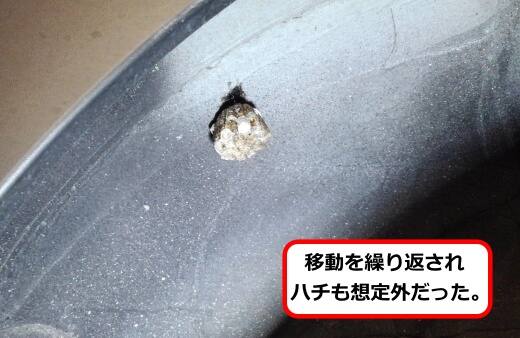 ホイールハウスハチ