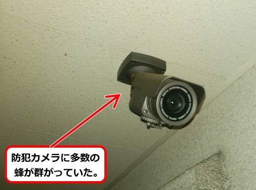 8月26日アシナガバチ