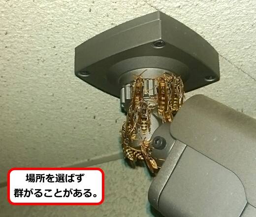 防犯カメラ蜂群がり