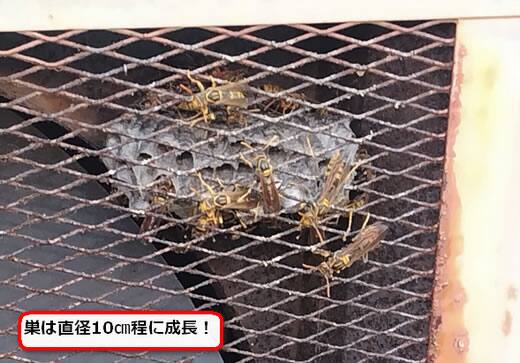 セグロアシナガバチの巣駆除