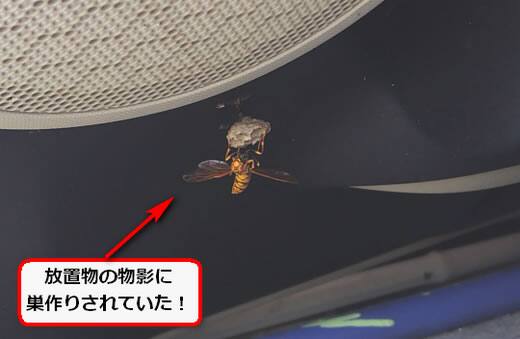 4月27日蜂の巣調査