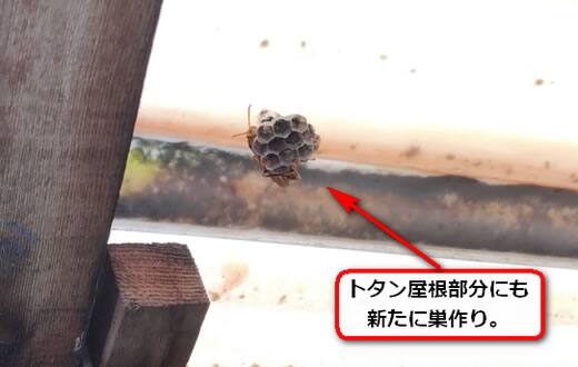トタン屋根蜂の巣