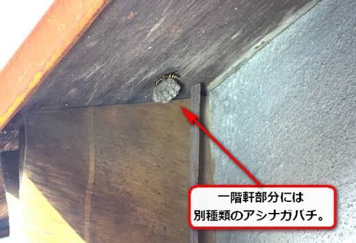軒アシナガバチ巣