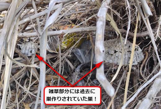 雑草蜂の巣