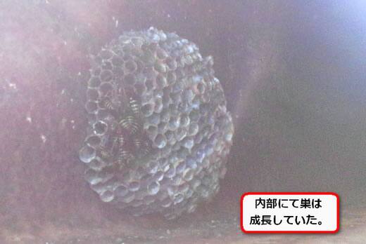 フタモンアシナガバチ巣
