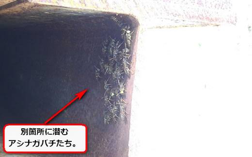 アシナガバチ隠れる