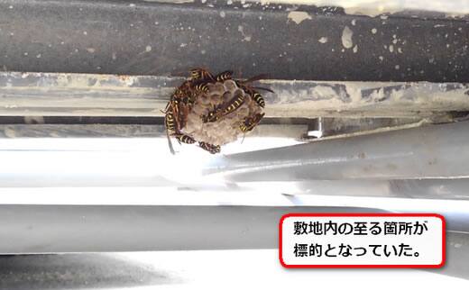 アシナガバチ巣足場