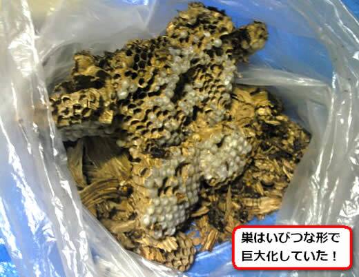 モンスズメバチの巣内部