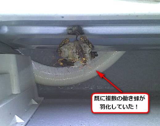 セグロアシナガバチの巣駆除
