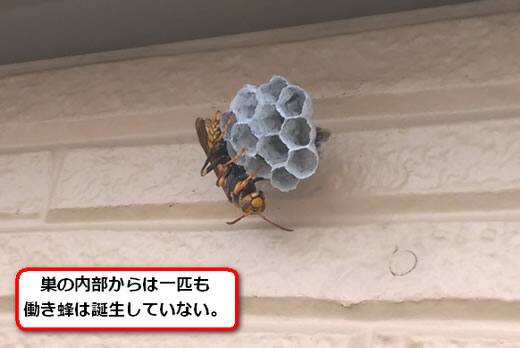 セグロアシナガバチの巣駆除