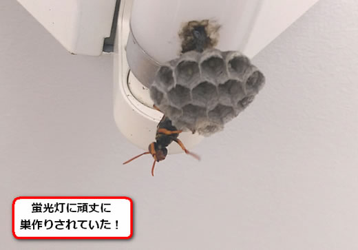 セグロアシナガバチの巣駆除