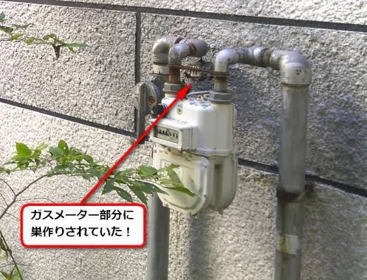 アシナガバチ駆除ガスメーター