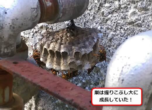 セグロアシナガバチの巣駆除