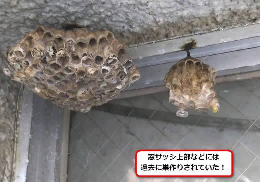 セグロアシナガバチの巣駆除