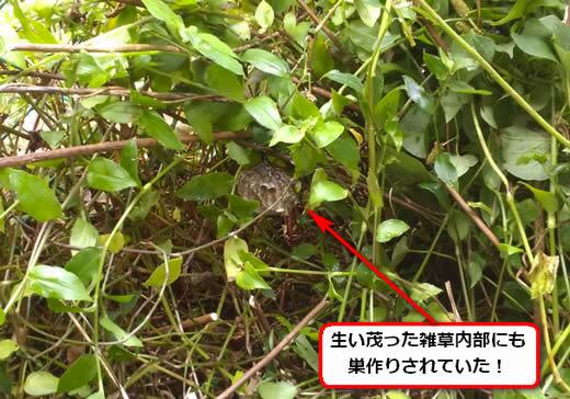 アシナガバチの巣駆除雑草