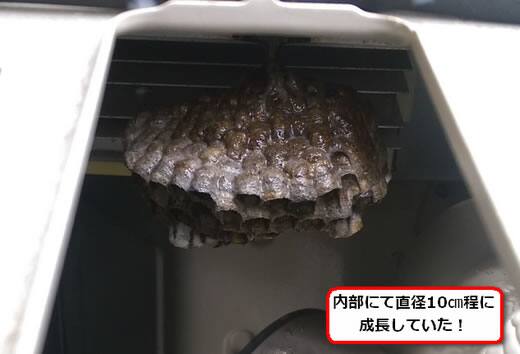セグロアシナガバチの巣駆除
