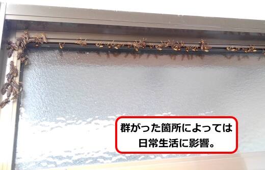アシナガバチ大群