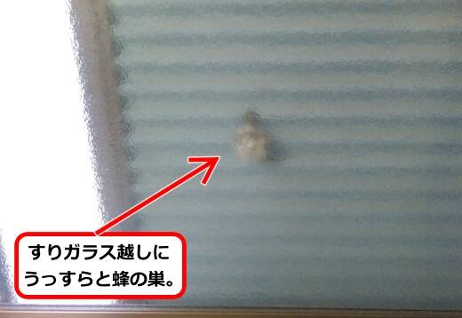 6月28日アシナガバチ