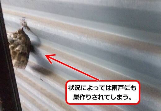 雨戸アシナガバチ巣