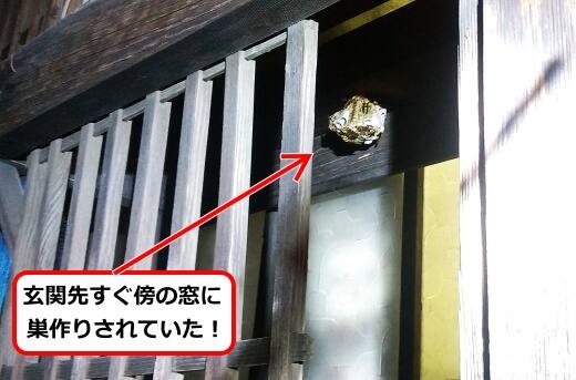 8月5日アシナガバチ