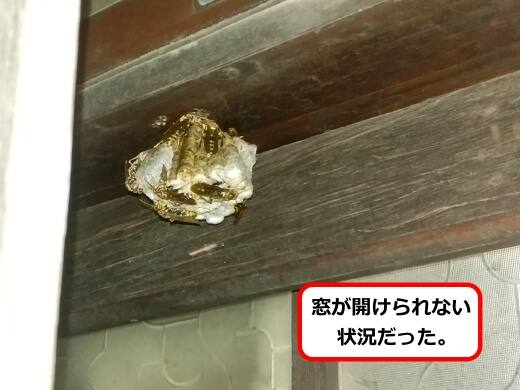 窓枠アシナガバチ巣