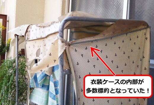 10月15日アシナガバチ