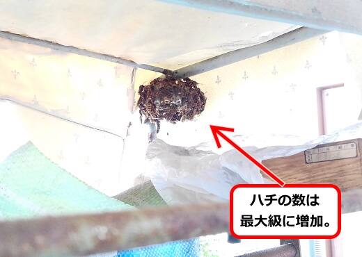 衣装ケースアシナガバチ