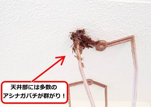 天井群がりハチ