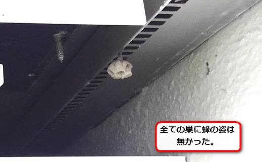 アシナガバチ女王蜂いない