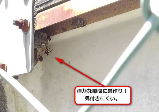 アシナガバチ巣受水槽