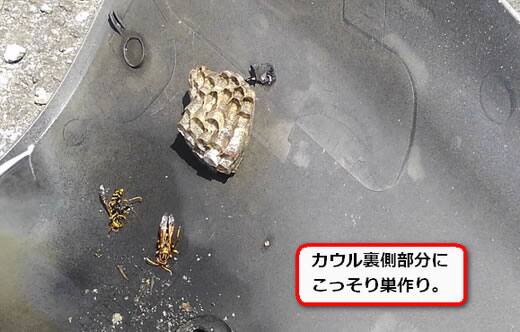 アシナガバチ巣カウル