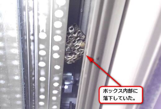 アシナガバチ雨戸収納部