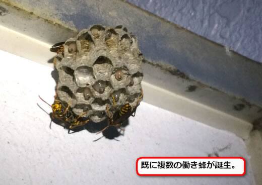 アシナガバチ巣避難用扉