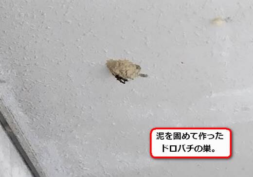 ドロバチの巣駆除共用廊下