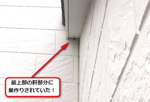 4月10日アシナガバチ
