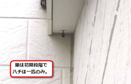 二階軒ハチの巣