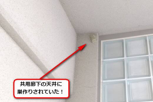 4月21日ドロバチ