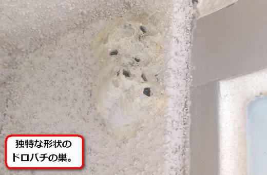 共用廊下ドロバチ巣