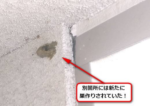 壁面ドロバチの巣